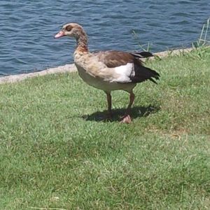 Meet your Posher, Janiece